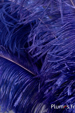 Autruche premium - 50-60 cm - myrtille